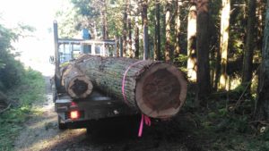 屋敷裏のスギ大径木の伐採 | 一般社団法人奏林舎